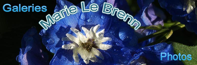 site Marie Le Brenn